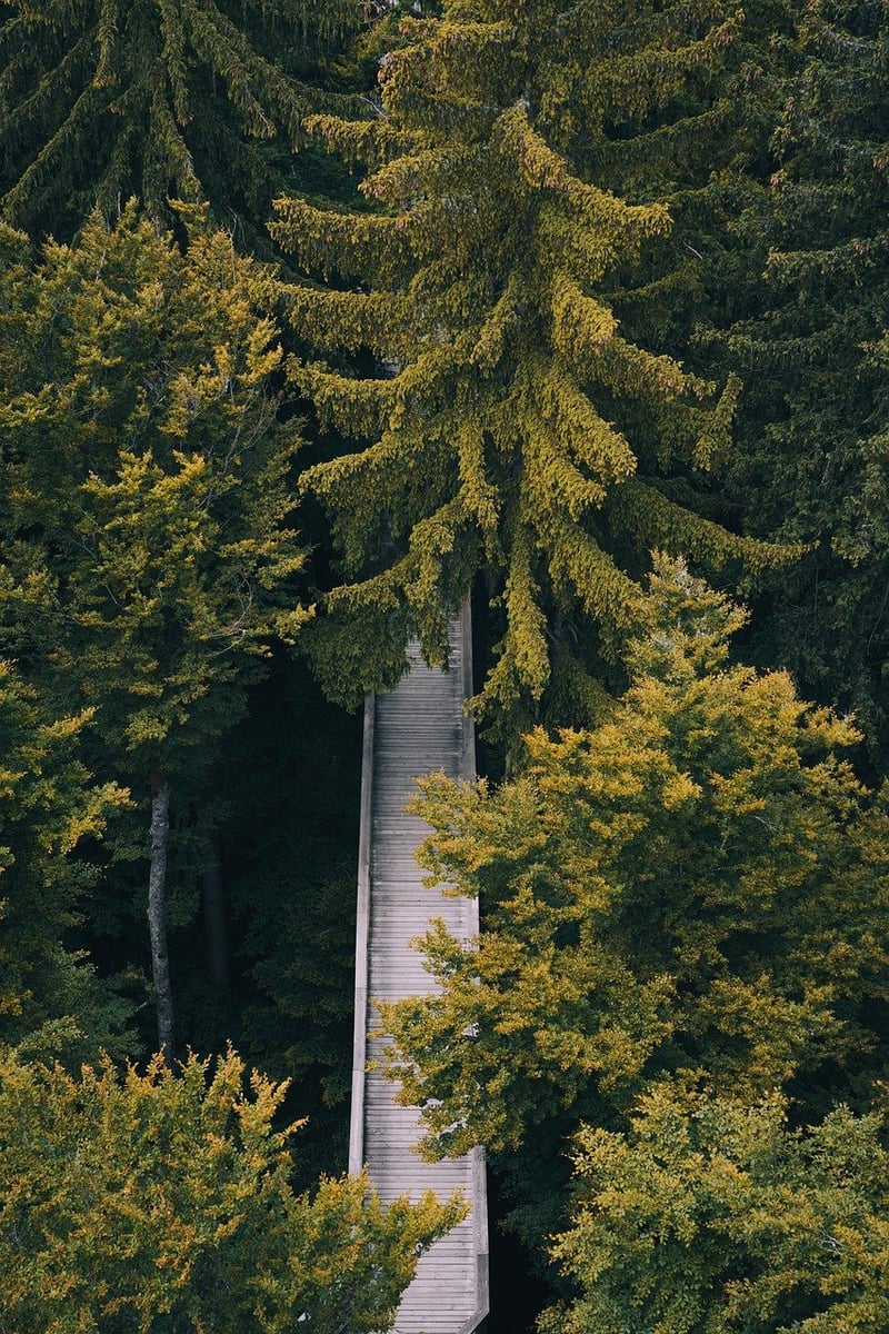 Walking Path in Nature